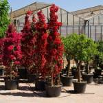 Φυτώρια Παπανικολάου